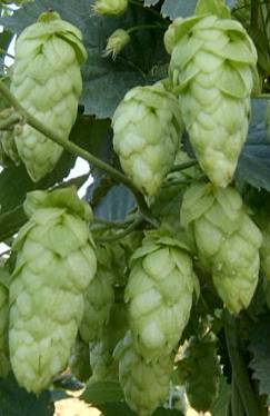 BG DENALI hops 2022 crop